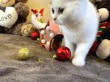 Karbeyaz British Shorthair
