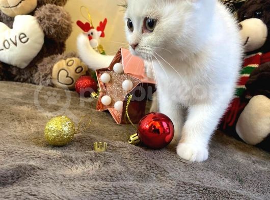 Karbeyaz British Shorthair görsel