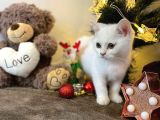 Karbeyaz British Shorthair