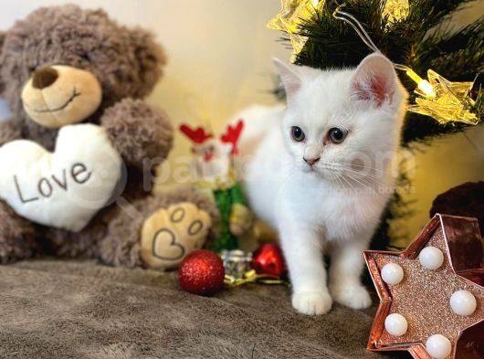 Karbeyaz British Shorthair görsel