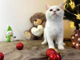 Karbeyaz British Shorthair