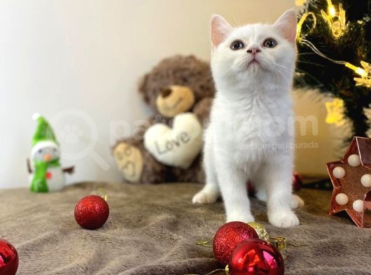 Karbeyaz British Shorthair