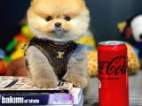 Yavru Patiler Güvencesi ile Yeni Gelen Tedybear Pomeranian