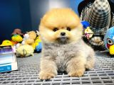 Yavru Patiler Güvencesi Ile Yeni Gelen Tedybear Pomeranian