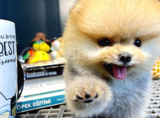 Yavru Patiler Güvencesi Ile Yeni Gelen Tedybear Pomeranian görsel