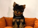 Yorkshire Terrier Dişi Yavrumuz