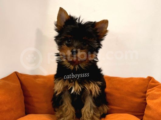 Yorkshire Terrier Dişi Yavrumuz