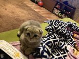 Scottish Fold Bebeğimiz