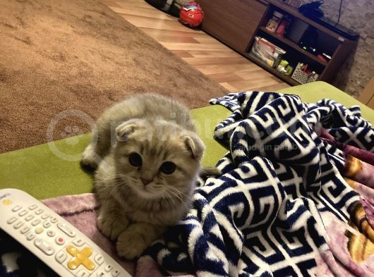 Scottish Fold Bebeğimiz görsel