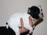 Kusursuz French Bulldog Yavru Di̇şi̇leri̇mi̇z Safkan