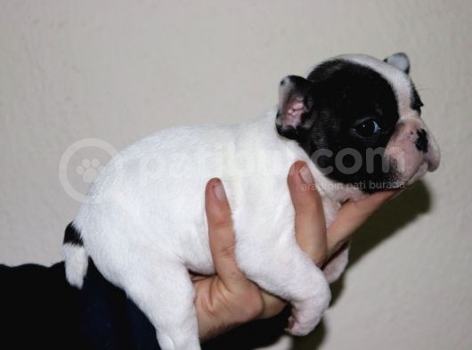 Kusursuz French Bulldog Yavru Di̇şi̇leri̇mi̇z Safkan görsel