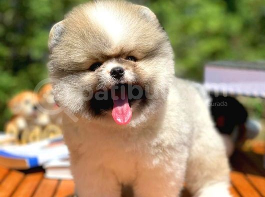 Yavru Patiler Güvencesiyle Pomeranian Yavrular görsel