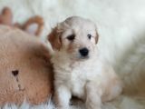 Apricot Dişi Maltipoo Yavrumuz