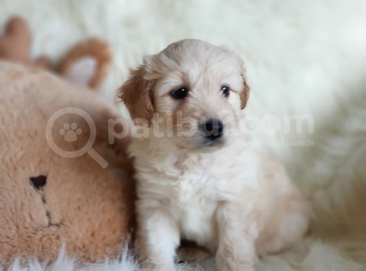 Apricot Dişi Maltipoo Yavrumuz görsel