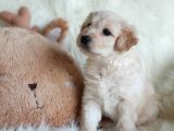 Apricot Dişi Maltipoo Yavrumuz