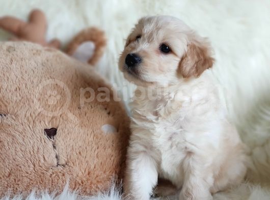 Apricot Dişi Maltipoo Yavrumuz görsel