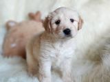Apricot Dişi Maltipoo Yavrumuz
