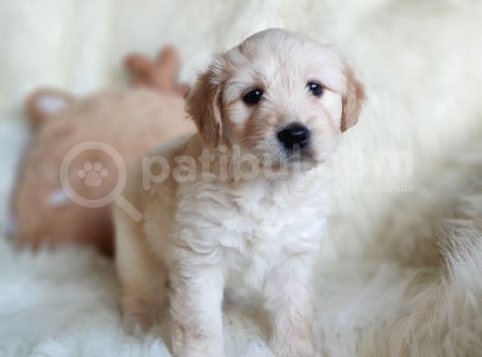 Apricot Dişi Maltipoo Yavrumuz görsel