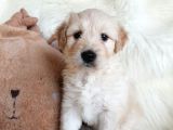 Apricot Dişi Maltipoo Yavrumuz