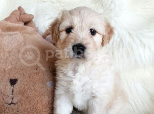 Apricot Dişi Maltipoo Yavrumuz