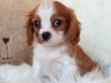 Orijinal Cavalier King Charles Erkek Yavrumuz