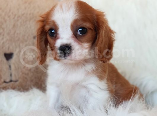 Orijinal Cavalier King Charles Erkek Yavrumuz görsel