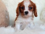 Orijinal Cavalier King Charles Erkek Yavrumuz