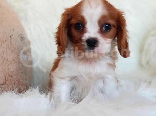 Orijinal Cavalier King Charles Erkek Yavrumuz görsel