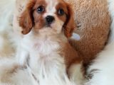 Orijinal Cavalier King Charles Erkek Yavrumuz
