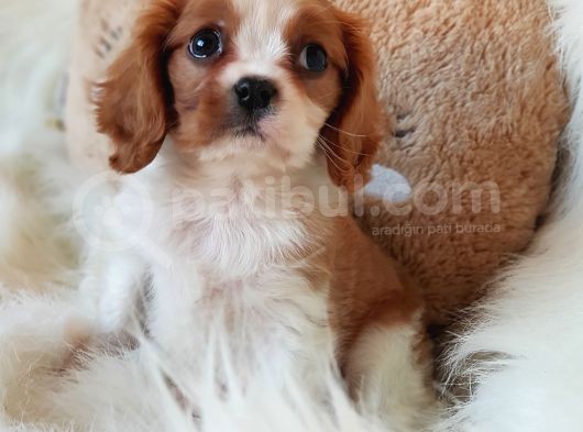 Orijinal Cavalier King Charles Erkek Yavrumuz
