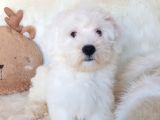 Wc Eğitili Orijinal Maltipoo Yavru