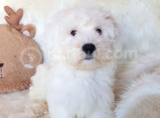 Wc Eğitili Orijinal Maltipoo Yavru görsel