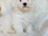 Wc Eğitili Orijinal Maltipoo Yavru