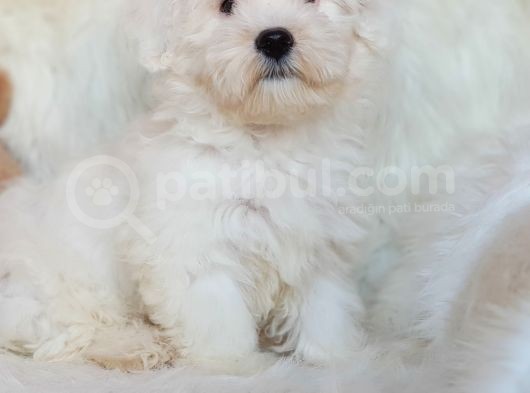 Wc Eğitili Orijinal Maltipoo Yavru görsel