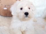 Wc Eğitili Orijinal Maltipoo Yavru