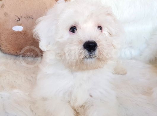 Wc Eğitili Orijinal Maltipoo Yavru görsel