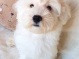 Wc Eğitili Orijinal Maltipoo Yavru