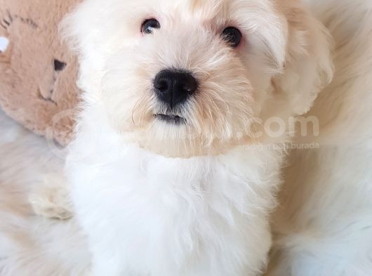 Wc Eğitili Orijinal Maltipoo Yavru görsel