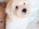 Wc Eğitili Orijinal Maltipoo Yavru