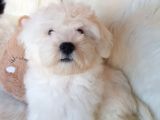 Wc Eğitili Orijinal Maltipoo Yavru
