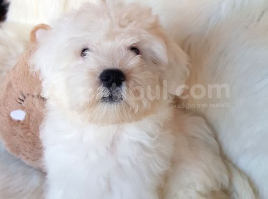 Wc Eğitili Orijinal Maltipoo Yavru görsel