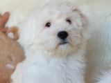 Wc Eğitili Orijinal Maltipoo Yavru
