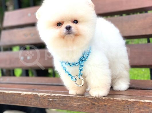 Pomeranian Boo Teddy Face Erkek Yavrumuz görsel