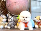 Yavru Patiler Güvencesiyle Pomeranian Yavrular