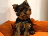 Yorkshire Terrier Dişi Yavrumuz