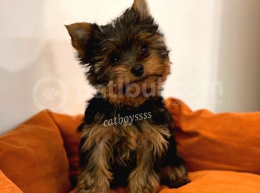 Yorkshire Terrier Dişi Yavrumuz görsel