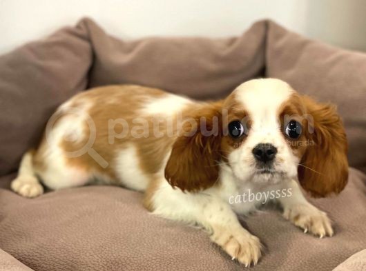 Safkan Cavalier King Charles Erkek Yavrular görsel