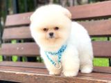 Teddy Face Pomeranian Boo Yavrumuz