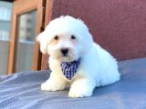 Maltes Terrier Mini Erkek Yavrumuz