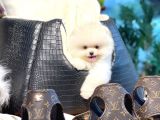 Yavru Patiler Güvencesiyle Pomeranian Yavrular